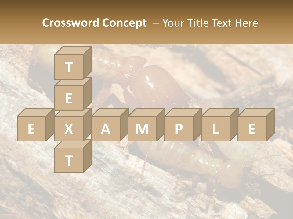 A Group Of Termites On A Piece Of Wood PowerPoint Template
