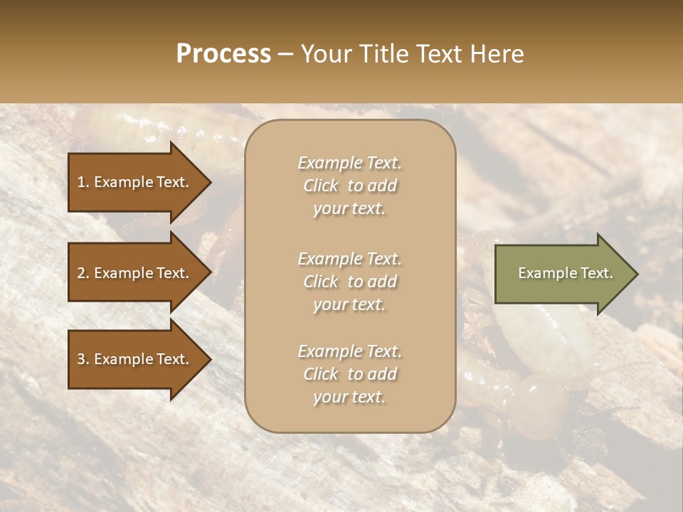 A Group Of Termites On A Piece Of Wood PowerPoint Template