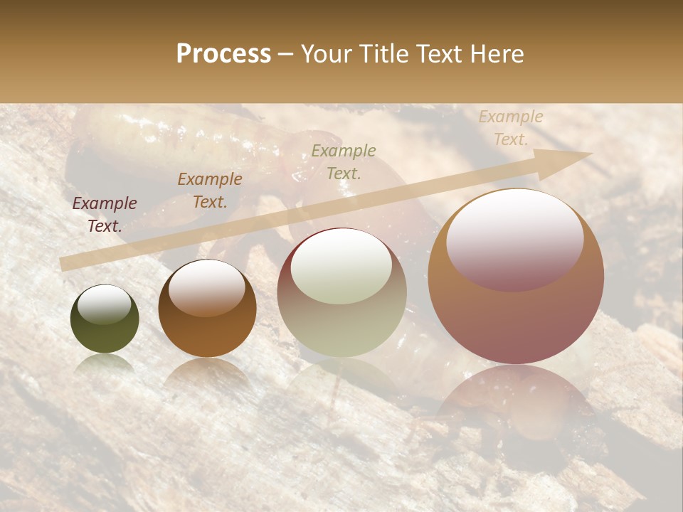 A Group Of Termites On A Piece Of Wood PowerPoint Template