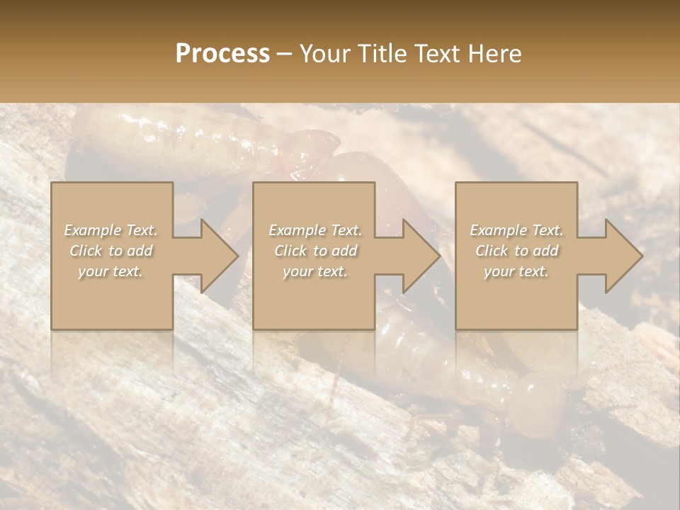 A Group Of Termites On A Piece Of Wood PowerPoint Template