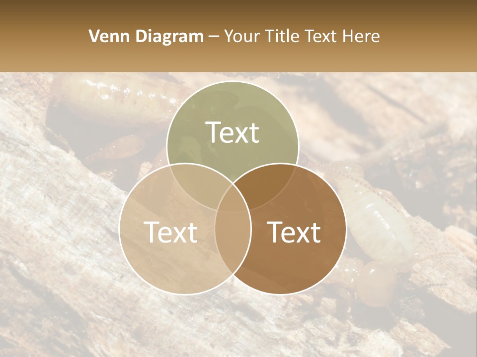A Group Of Termites On A Piece Of Wood PowerPoint Template