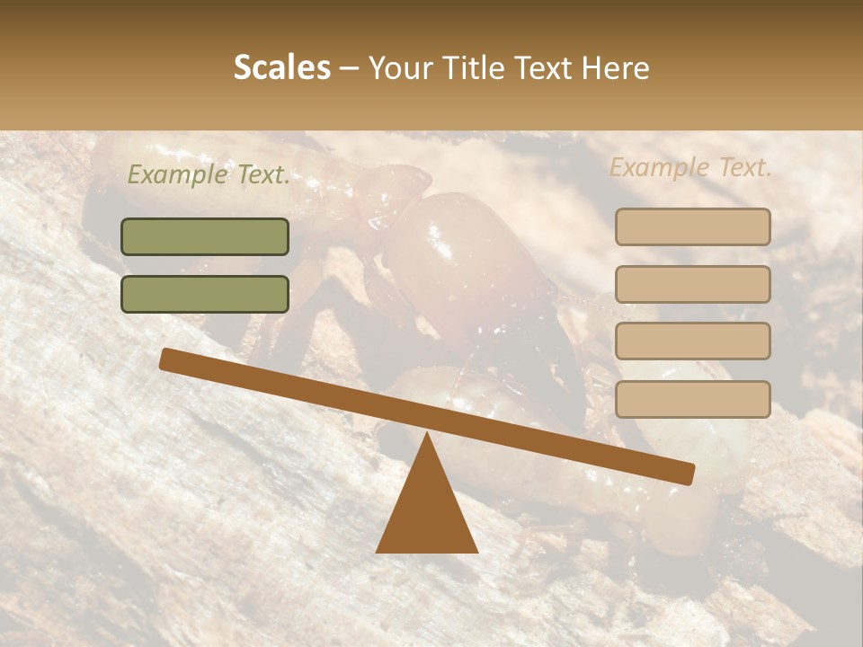 A Group Of Termites On A Piece Of Wood PowerPoint Template