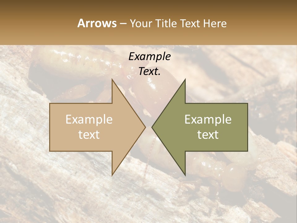A Group Of Termites On A Piece Of Wood PowerPoint Template