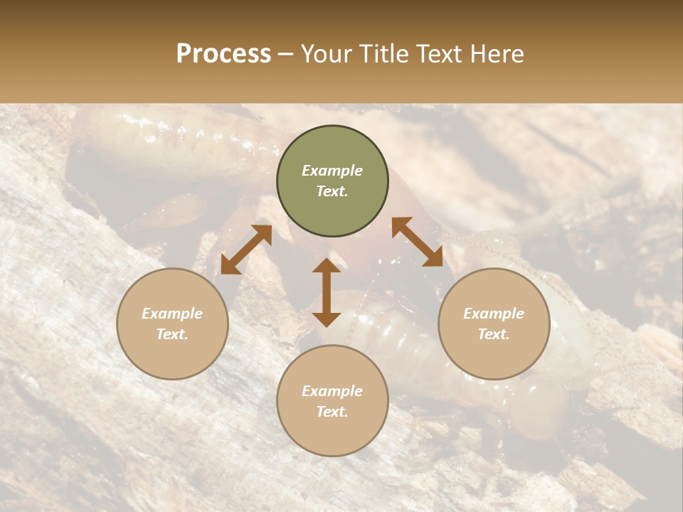 A Group Of Termites On A Piece Of Wood PowerPoint Template