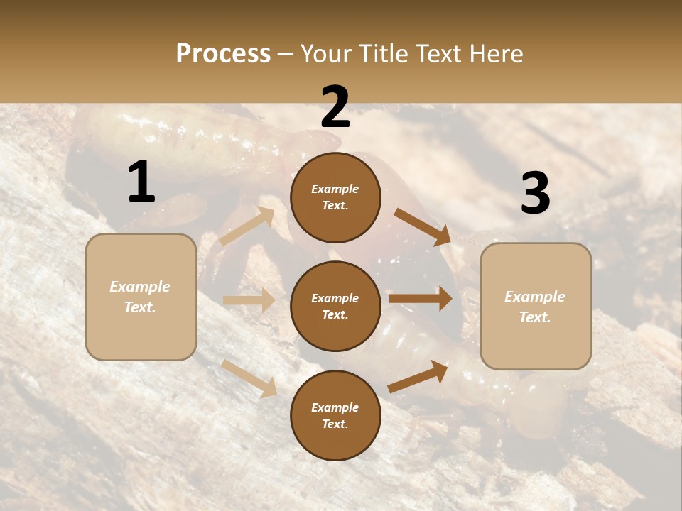 A Group Of Termites On A Piece Of Wood PowerPoint Template