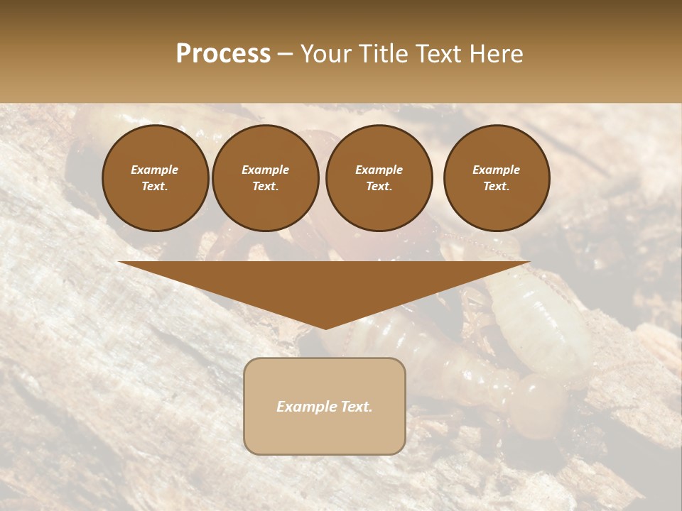 A Group Of Termites On A Piece Of Wood PowerPoint Template