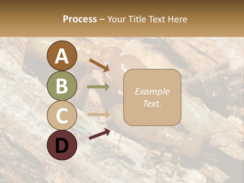 A Group Of Termites On A Piece Of Wood PowerPoint Template