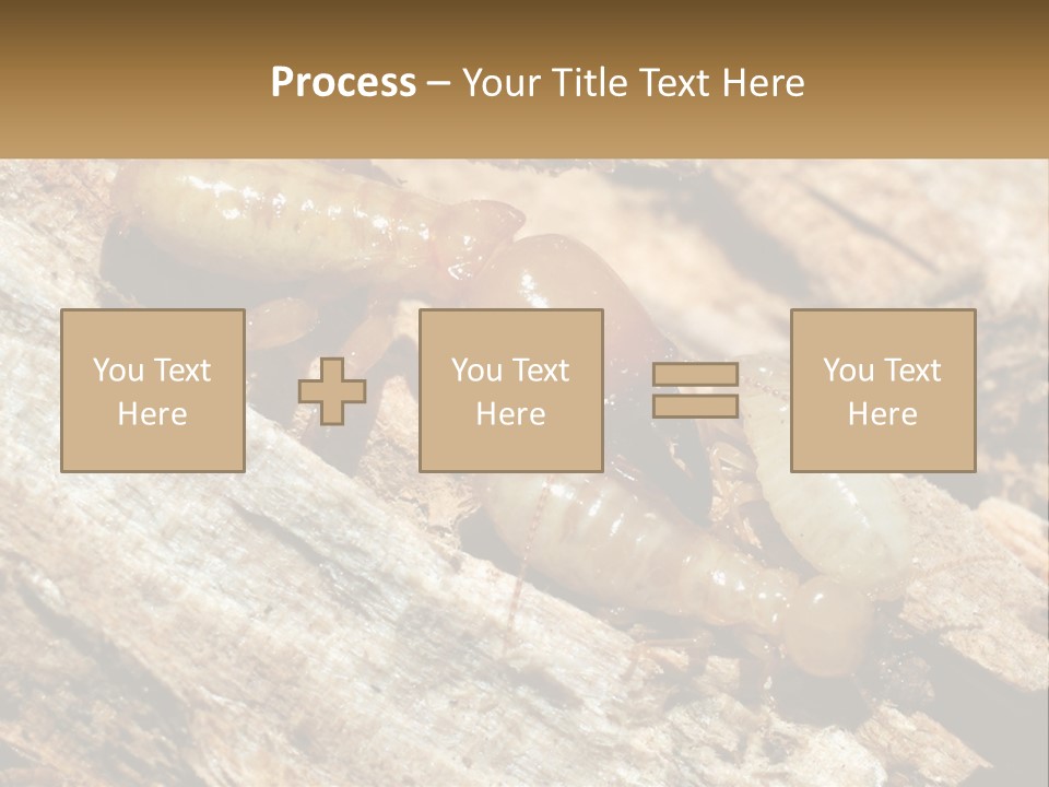 A Group Of Termites On A Piece Of Wood PowerPoint Template