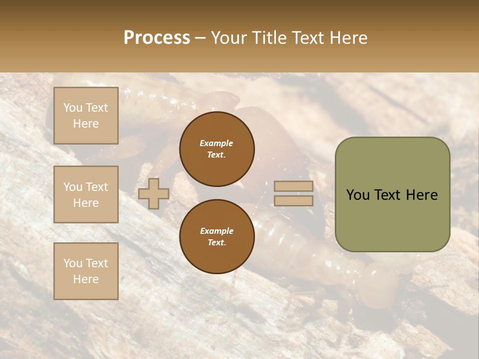 A Group Of Termites On A Piece Of Wood PowerPoint Template