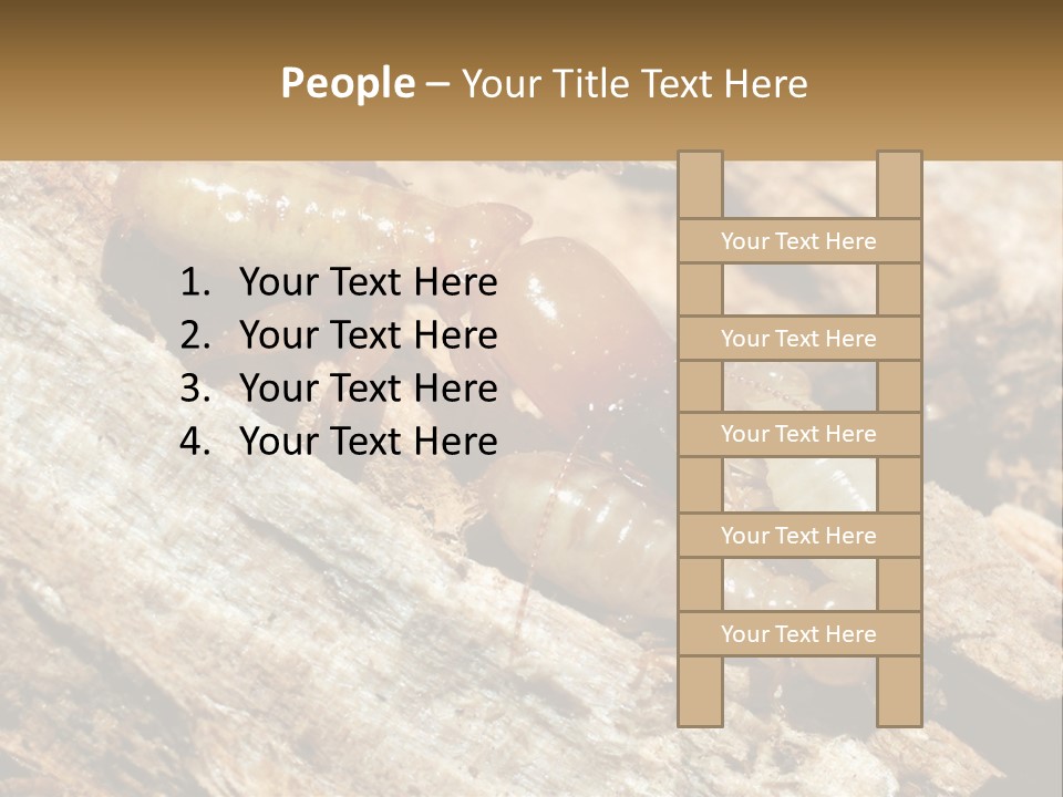 A Group Of Termites On A Piece Of Wood PowerPoint Template