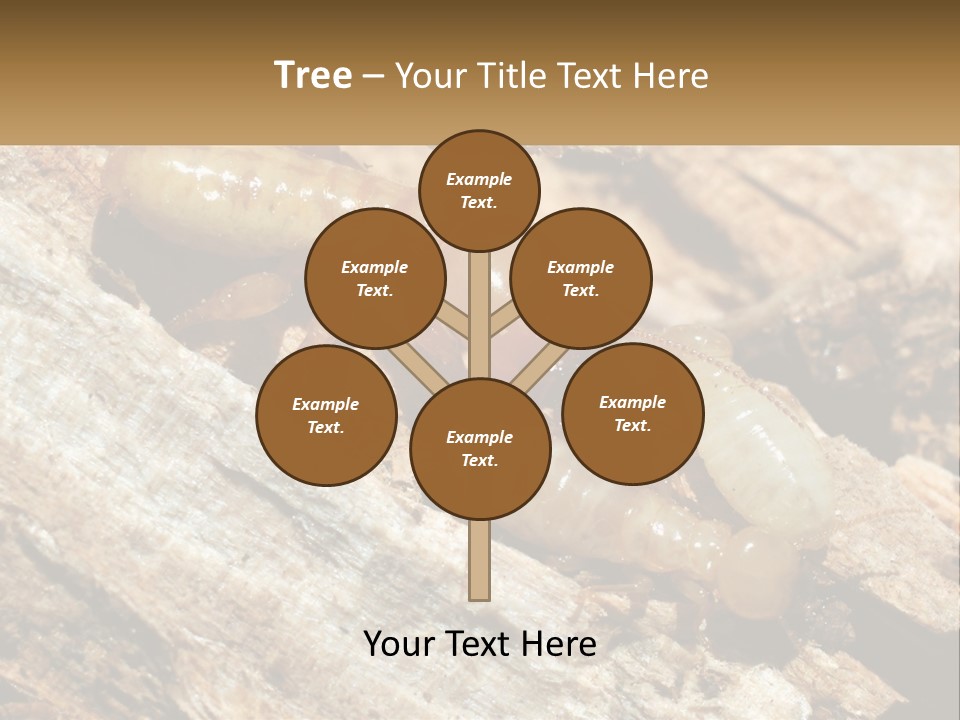 A Group Of Termites On A Piece Of Wood PowerPoint Template