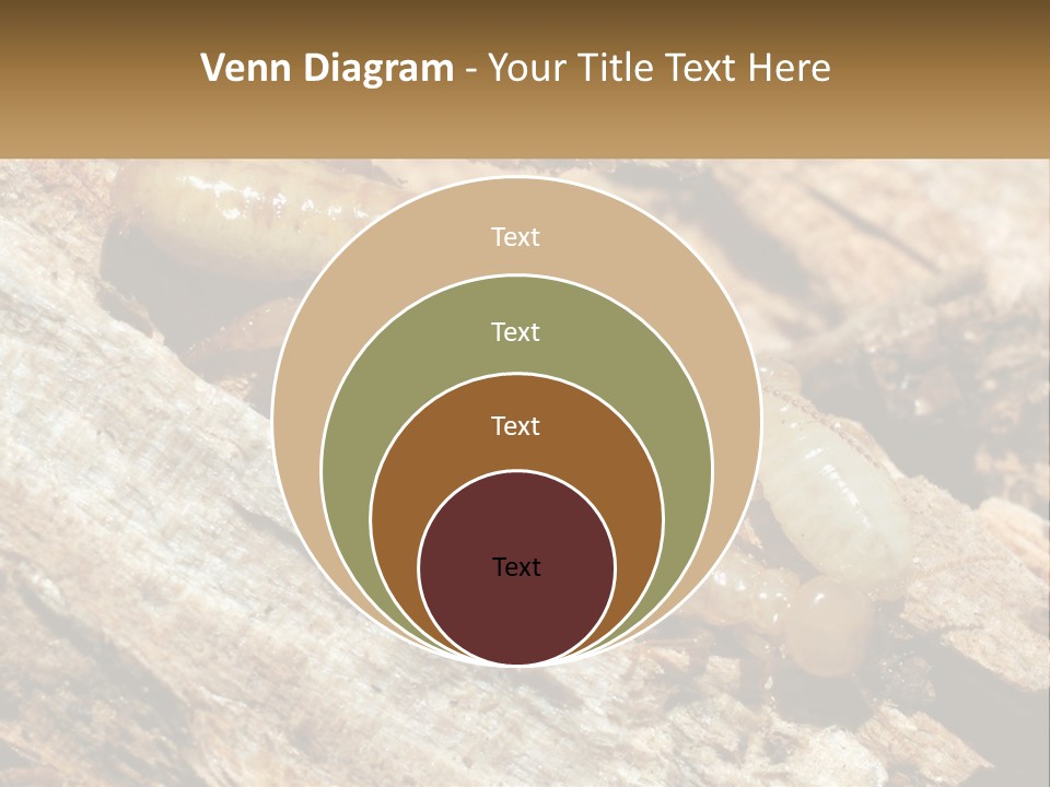 A Group Of Termites On A Piece Of Wood PowerPoint Template