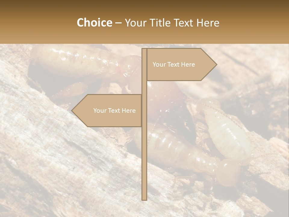 A Group Of Termites On A Piece Of Wood PowerPoint Template