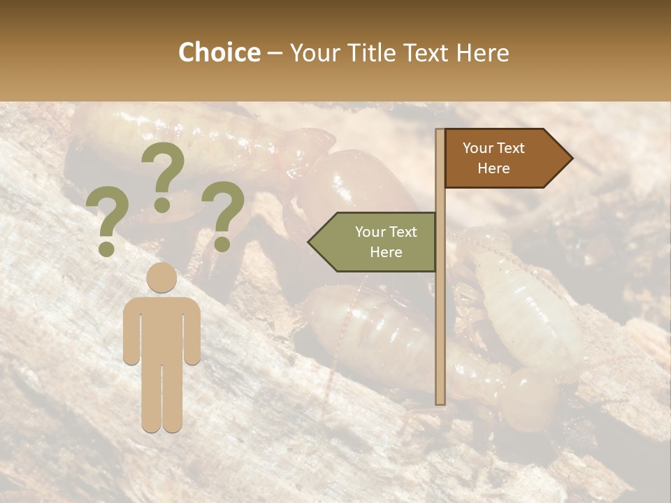 A Group Of Termites On A Piece Of Wood PowerPoint Template