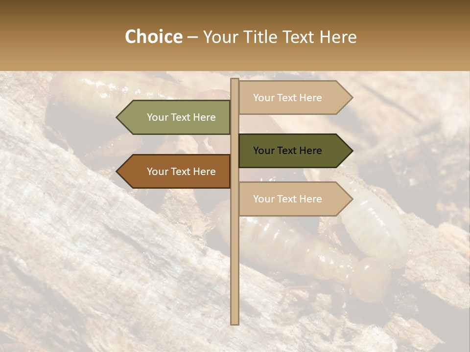 A Group Of Termites On A Piece Of Wood PowerPoint Template