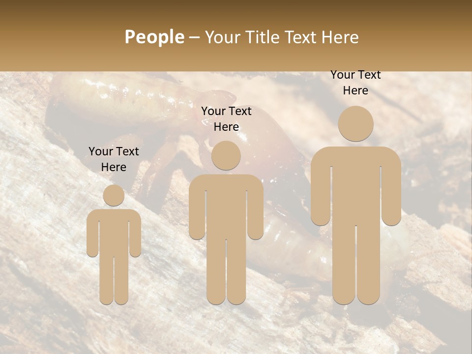 A Group Of Termites On A Piece Of Wood PowerPoint Template