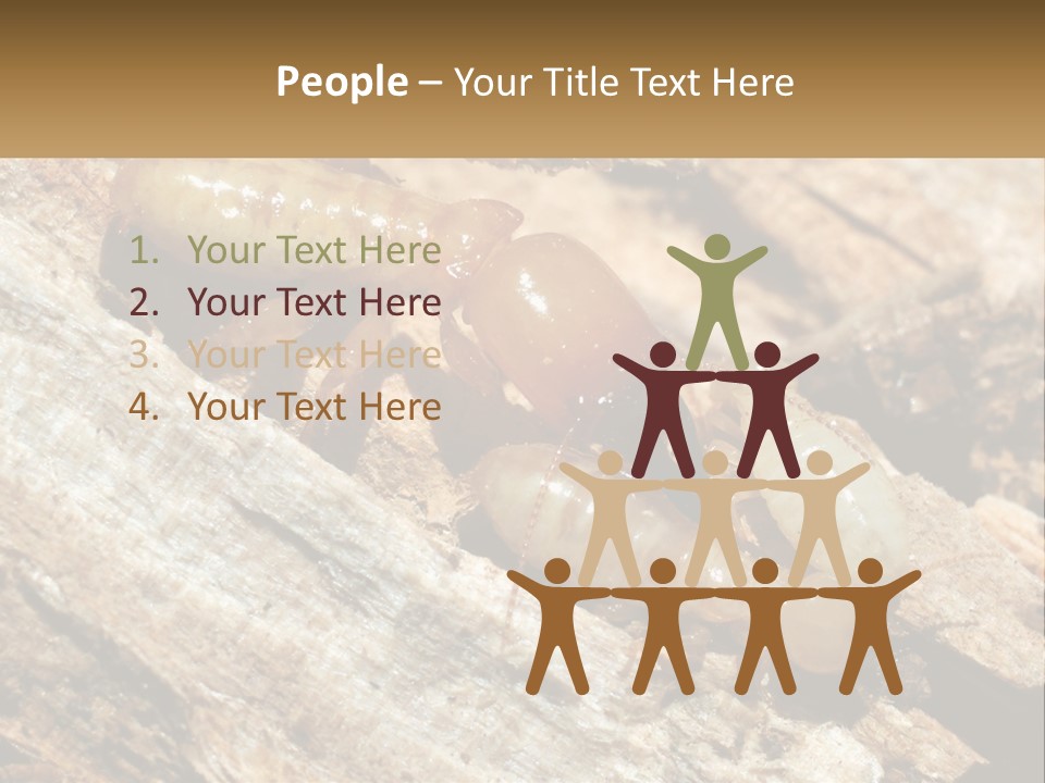 A Group Of Termites On A Piece Of Wood PowerPoint Template