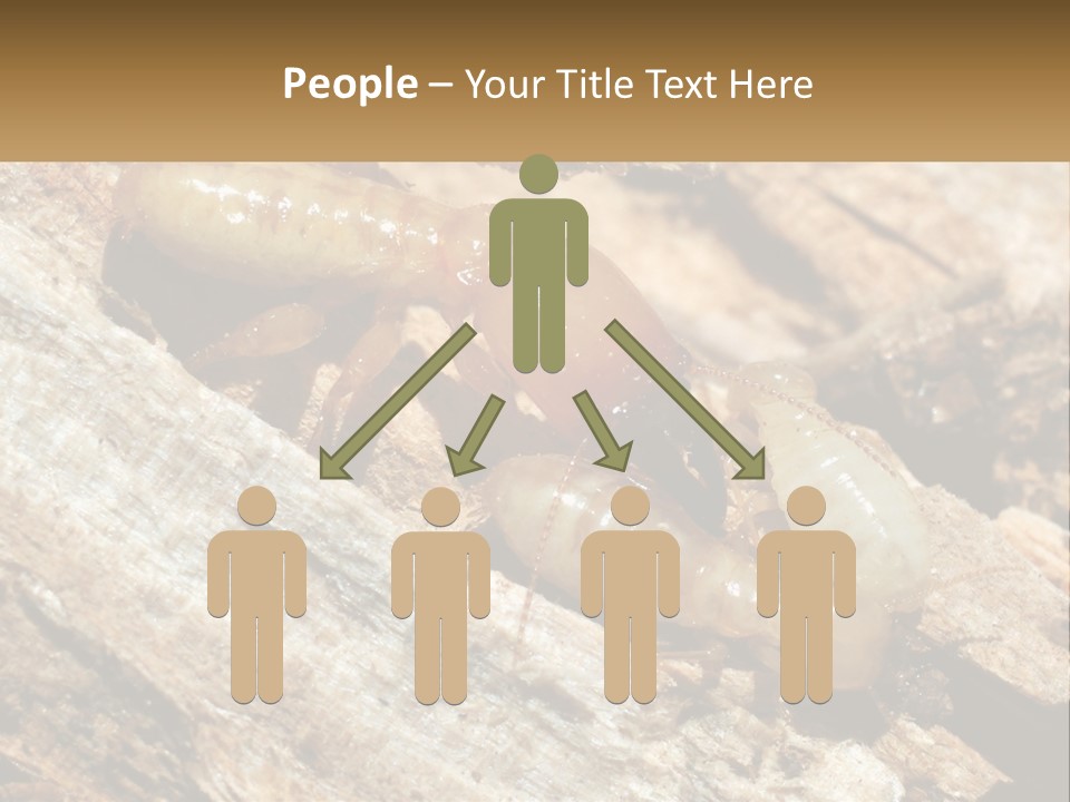 A Group Of Termites On A Piece Of Wood PowerPoint Template