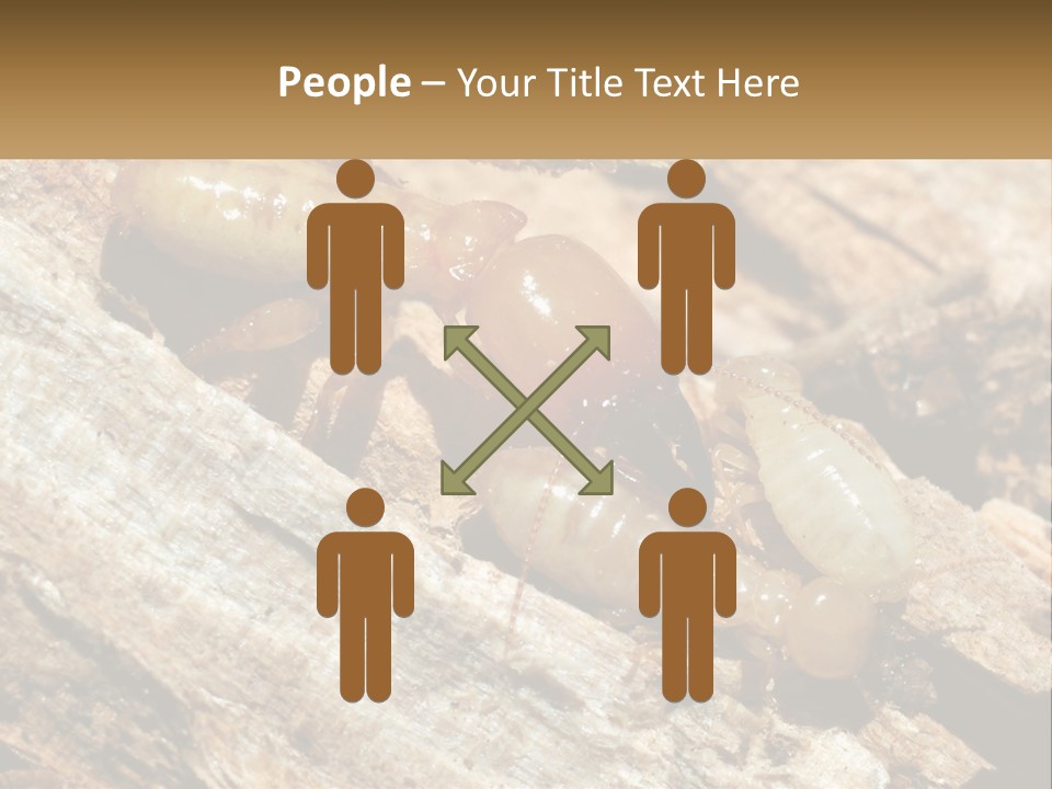 A Group Of Termites On A Piece Of Wood PowerPoint Template