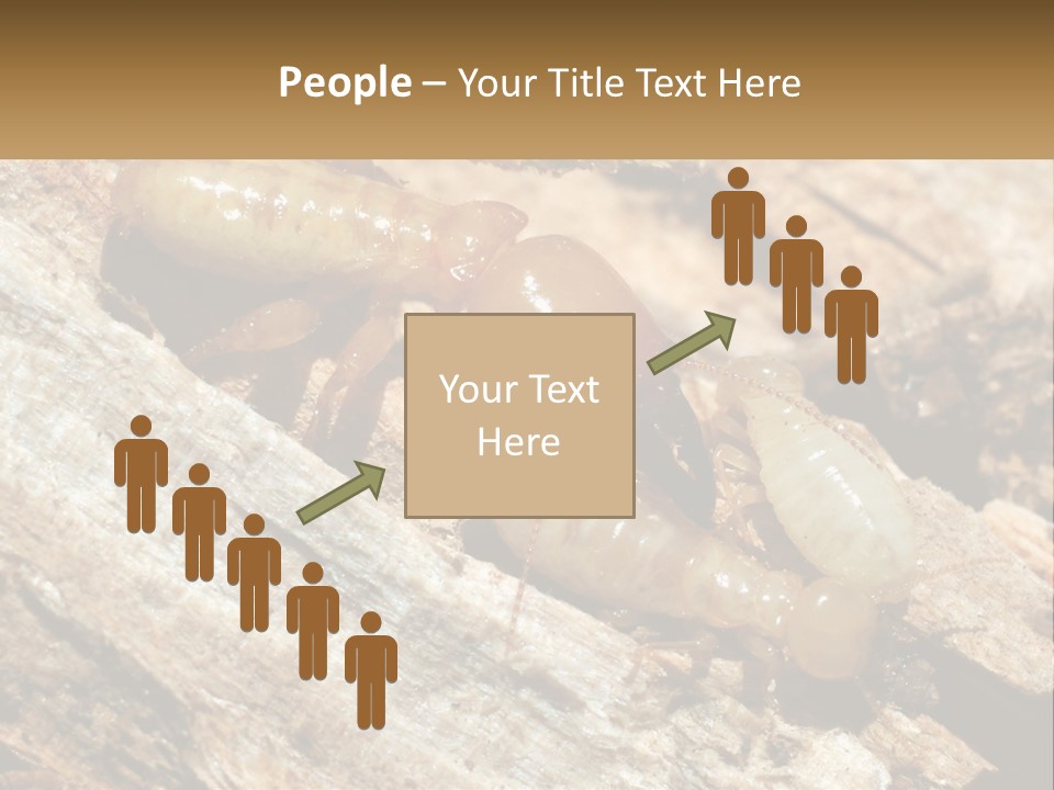 A Group Of Termites On A Piece Of Wood PowerPoint Template