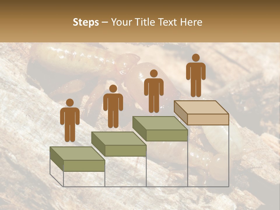 A Group Of Termites On A Piece Of Wood PowerPoint Template