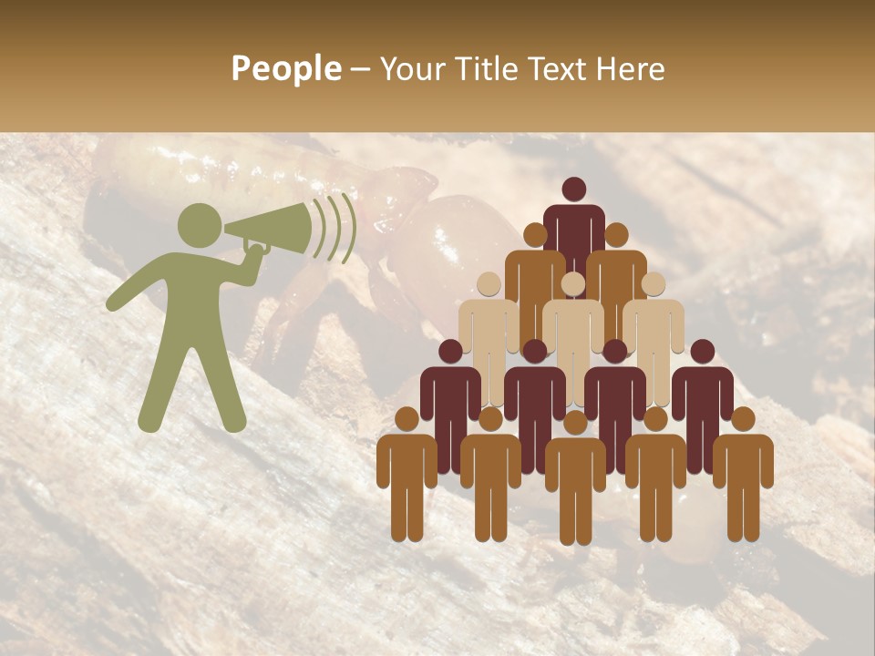 A Group Of Termites On A Piece Of Wood PowerPoint Template