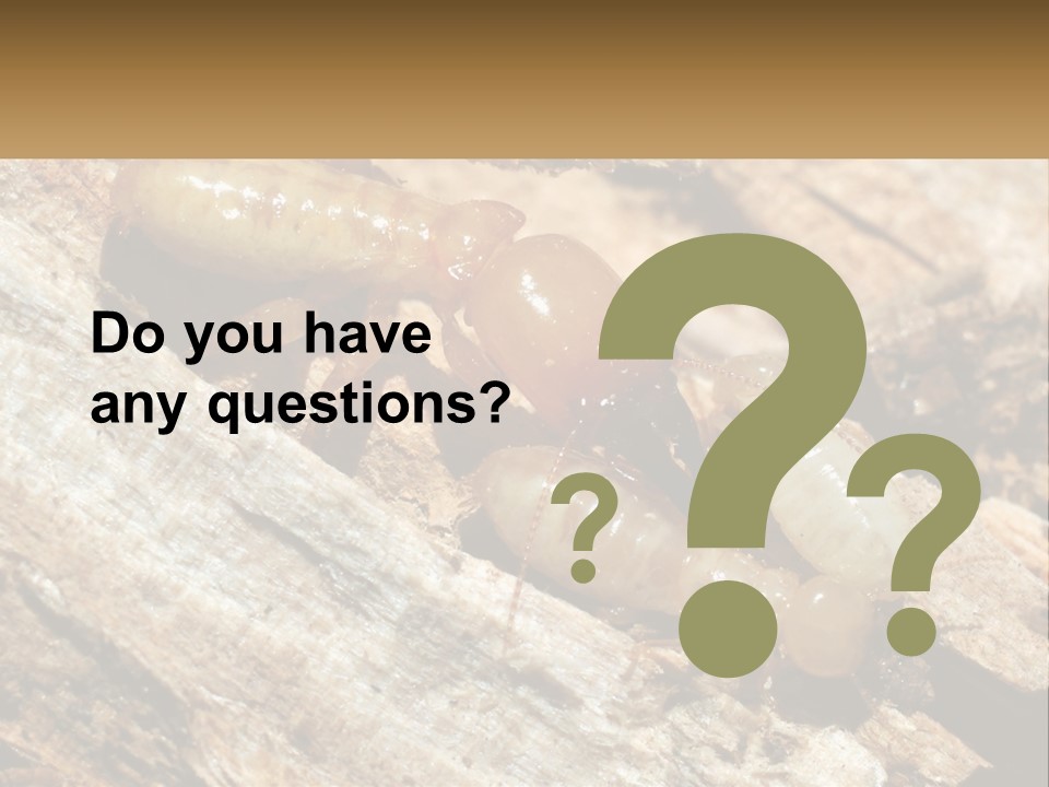 A Group Of Termites On A Piece Of Wood PowerPoint Template