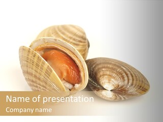 Two Clamshells On A White Background Powerpoint Template PowerPoint Template