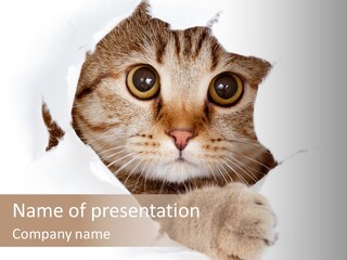 A Cat Peeking Through A Hole In A Paper PowerPoint Template