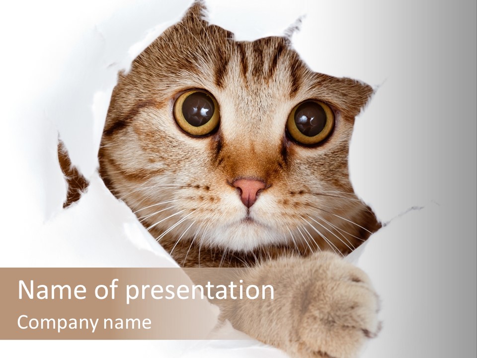 A Cat Peeking Through A Hole In A Paper PowerPoint Template