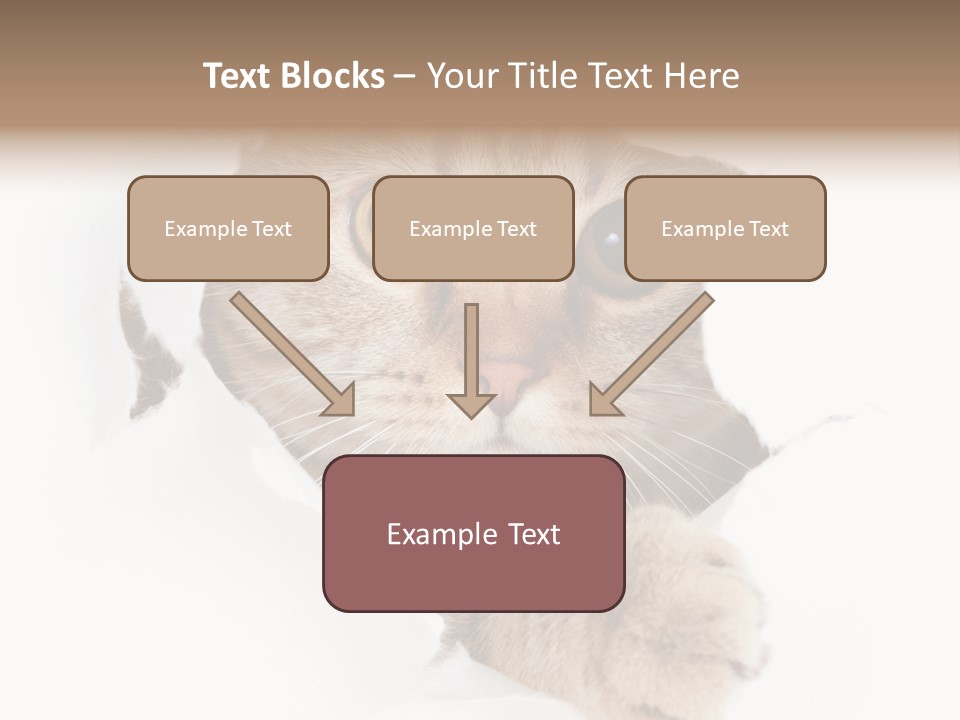 A Cat Peeking Through A Hole In A Paper PowerPoint Template
