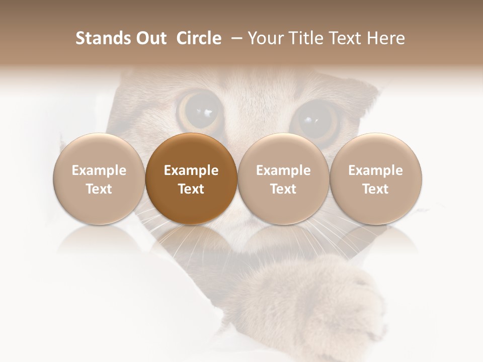 A Cat Peeking Through A Hole In A Paper PowerPoint Template