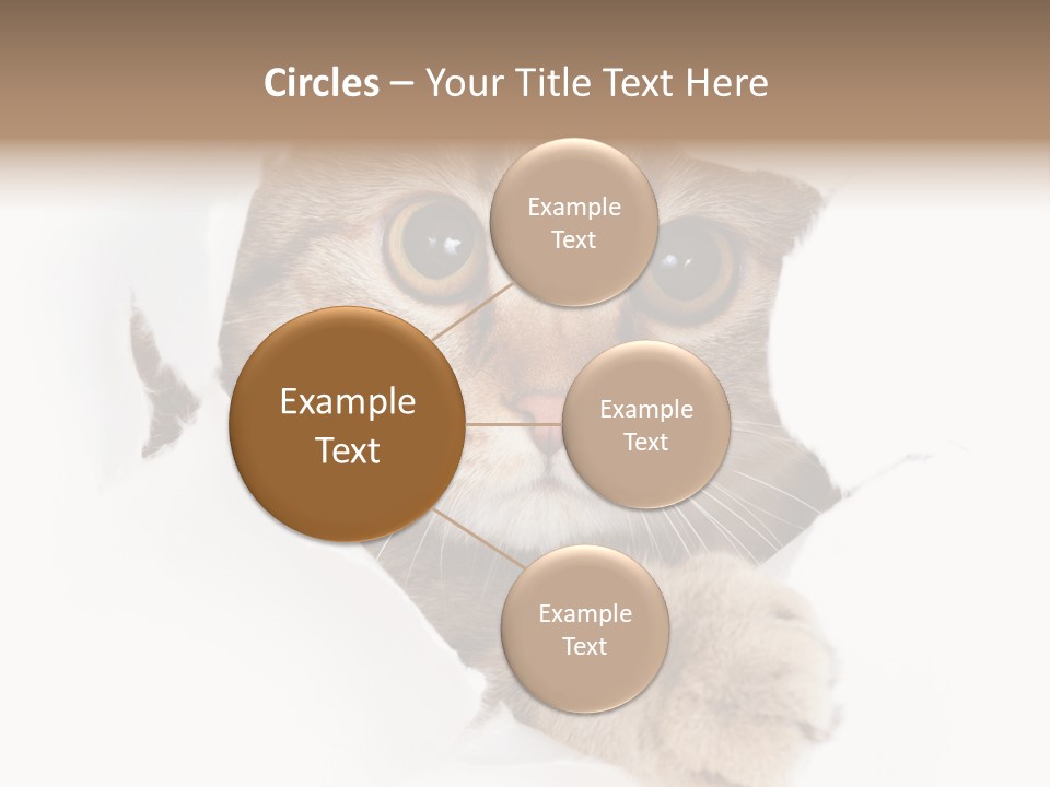 A Cat Peeking Through A Hole In A Paper PowerPoint Template