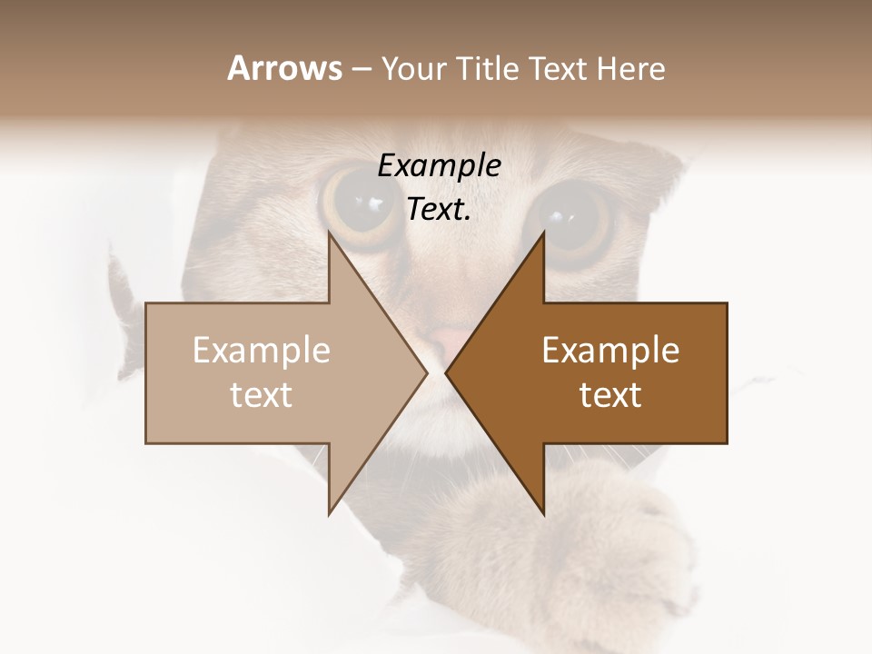 A Cat Peeking Through A Hole In A Paper PowerPoint Template