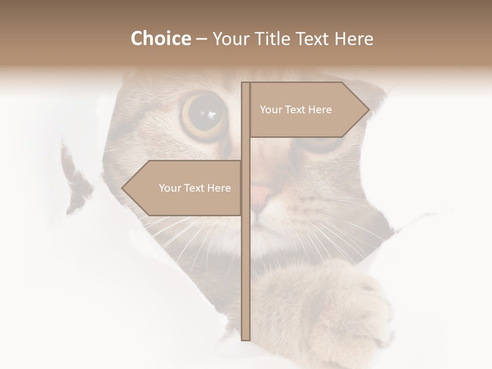 A Cat Peeking Through A Hole In A Paper PowerPoint Template