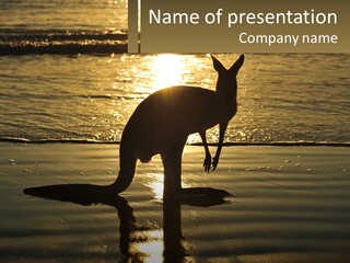 A Kangaroo Standing On A Beach At Sunset PowerPoint Template