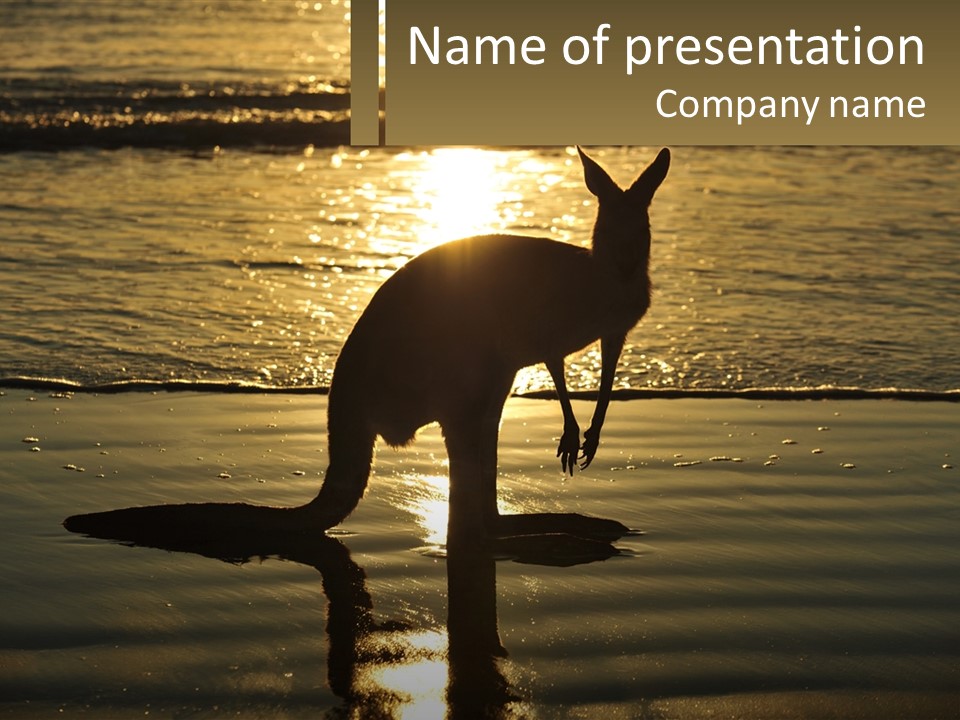 A Kangaroo Standing On A Beach At Sunset PowerPoint Template
