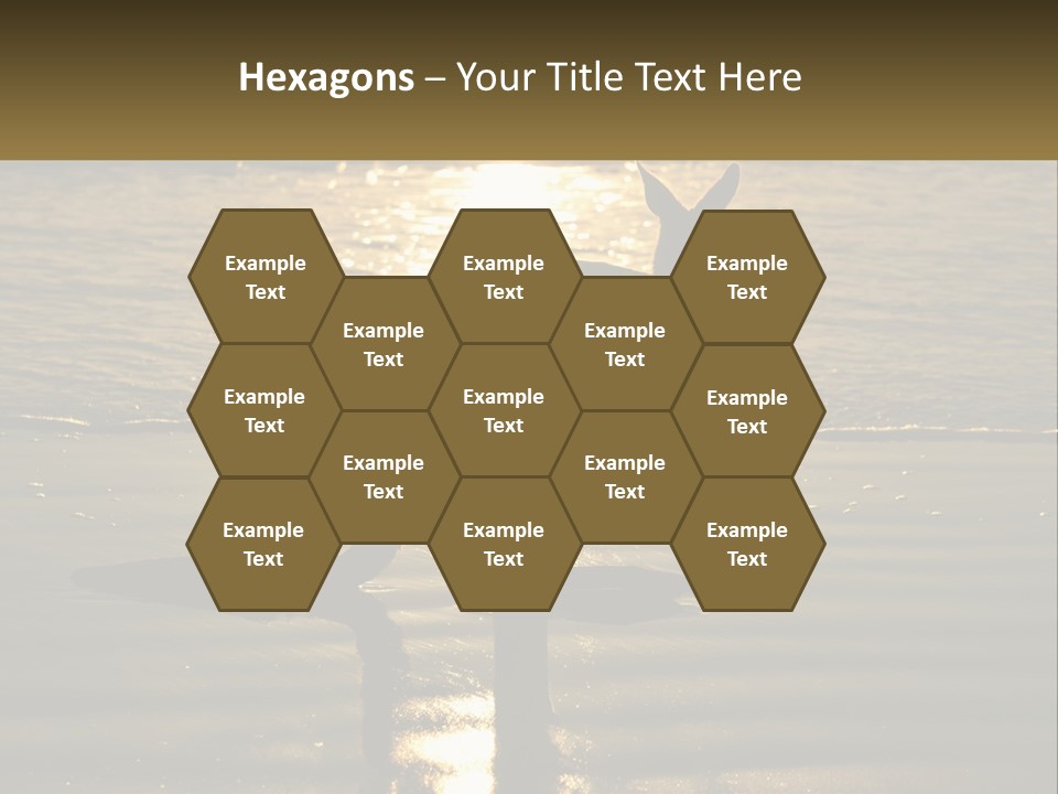 A Kangaroo Standing On A Beach At Sunset PowerPoint Template