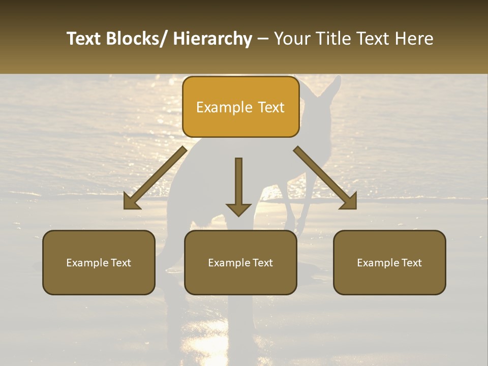 A Kangaroo Standing On A Beach At Sunset PowerPoint Template