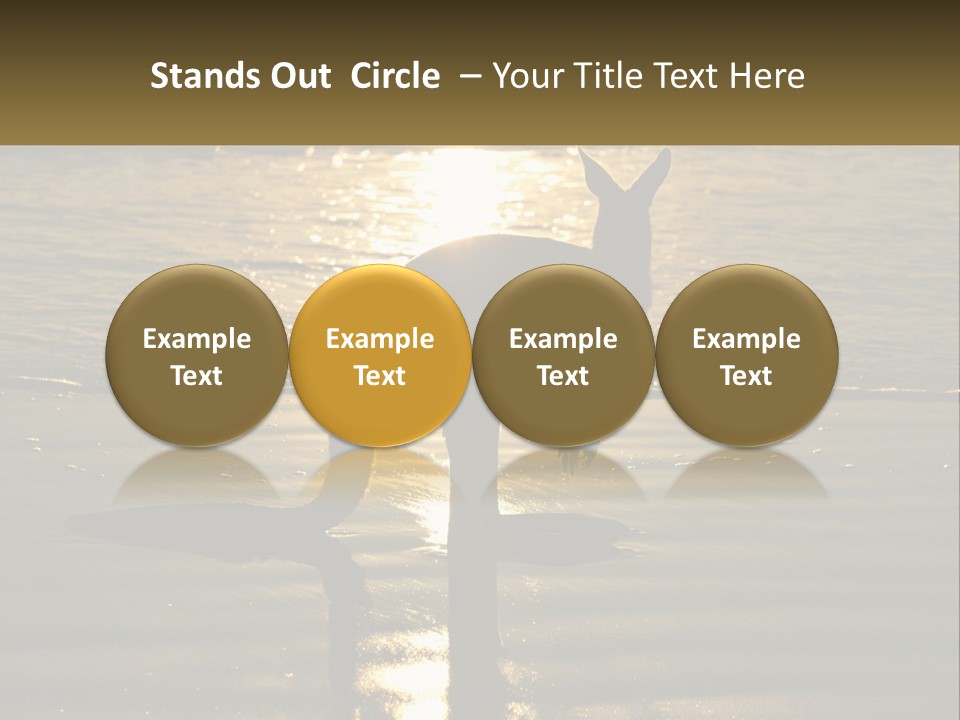 A Kangaroo Standing On A Beach At Sunset PowerPoint Template