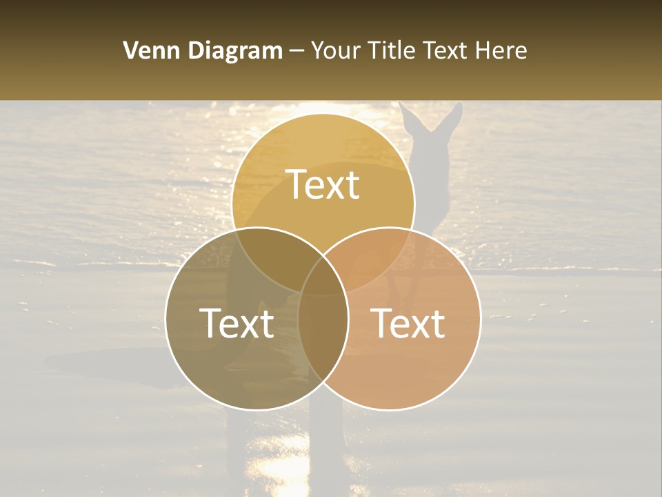 A Kangaroo Standing On A Beach At Sunset PowerPoint Template