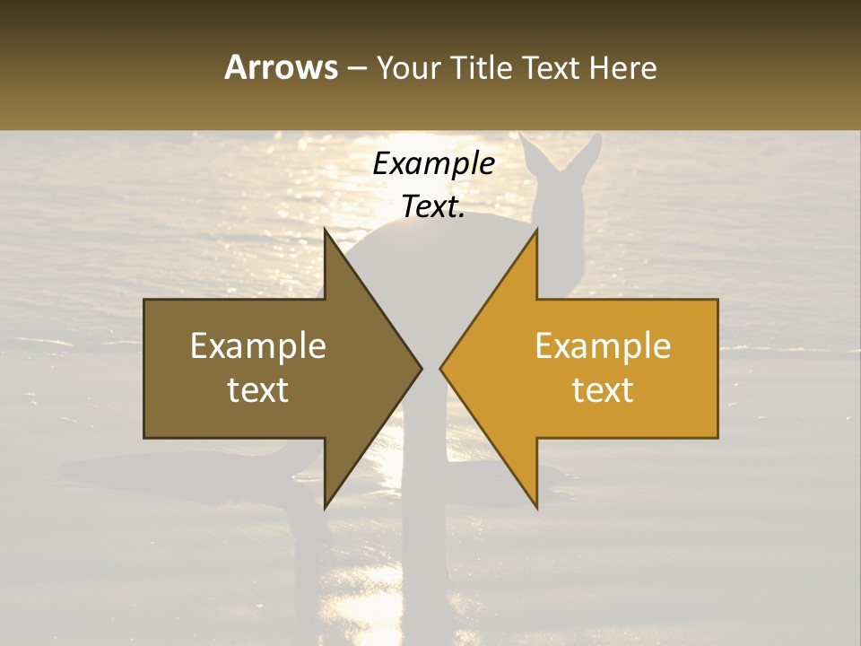 A Kangaroo Standing On A Beach At Sunset PowerPoint Template