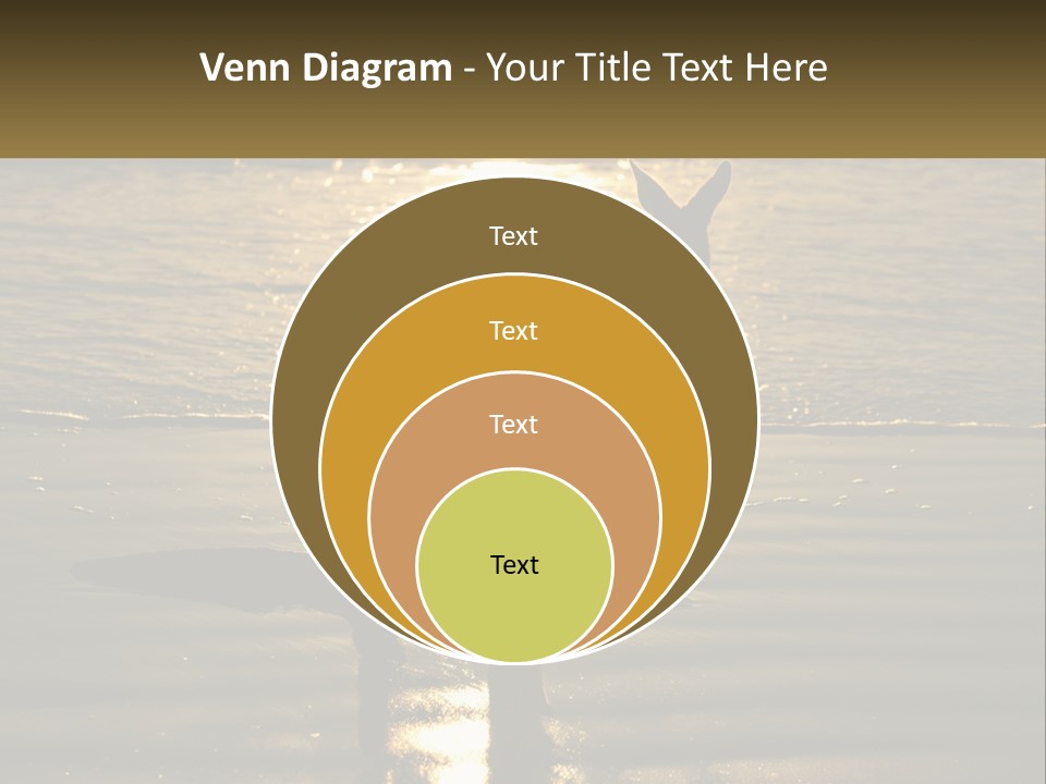 A Kangaroo Standing On A Beach At Sunset PowerPoint Template