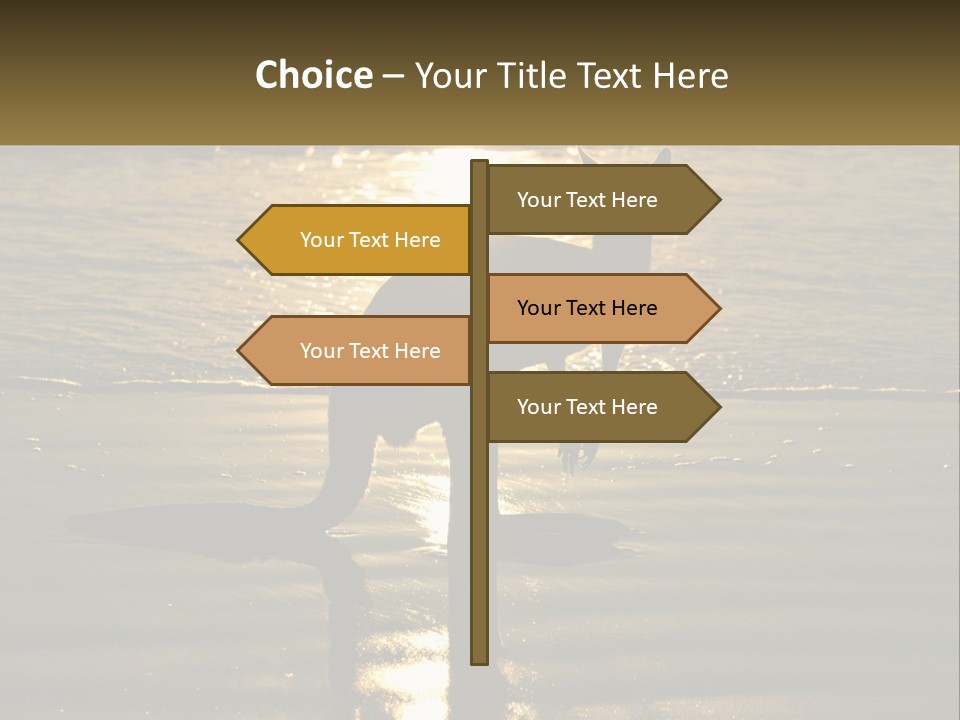 A Kangaroo Standing On A Beach At Sunset PowerPoint Template