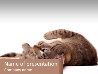 A Cat Laying On Its Back On Top Of A Table PowerPoint Template