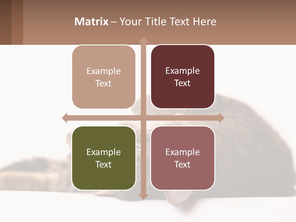 A Cat Laying On Its Back On Top Of A Table PowerPoint Template