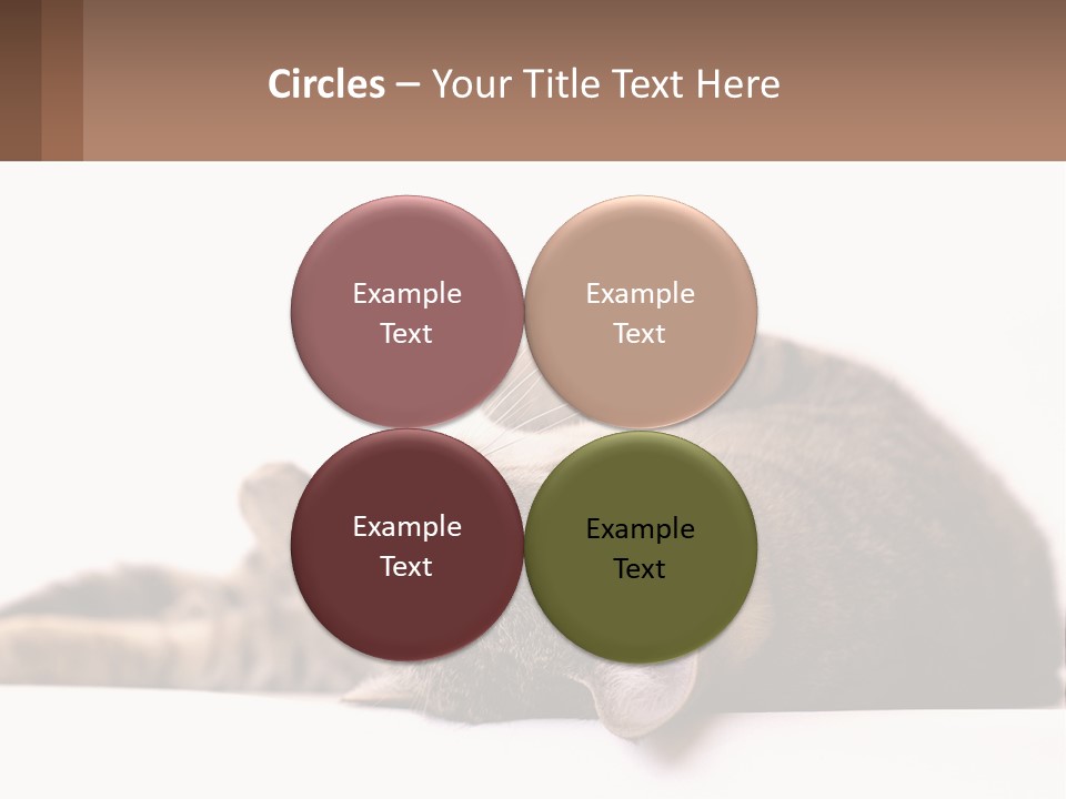 A Cat Laying On Its Back On Top Of A Table PowerPoint Template