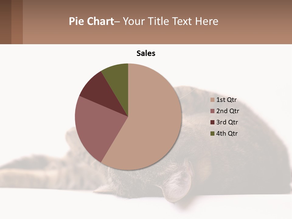 A Cat Laying On Its Back On Top Of A Table PowerPoint Template