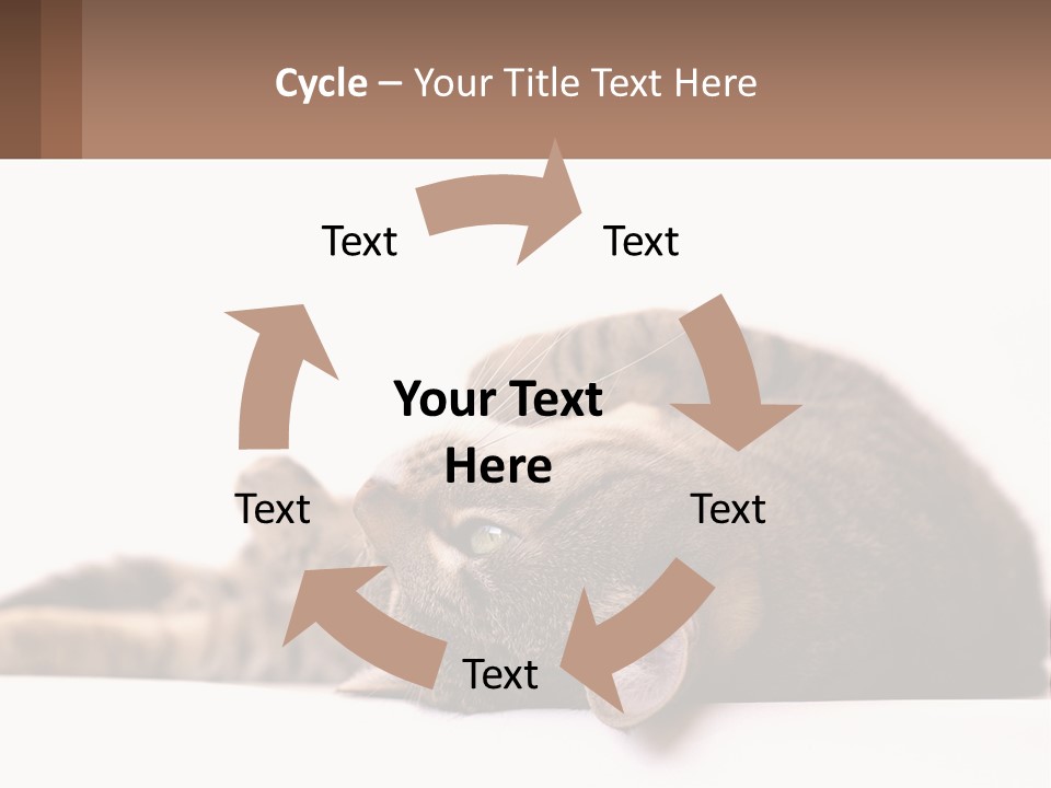 A Cat Laying On Its Back On Top Of A Table PowerPoint Template