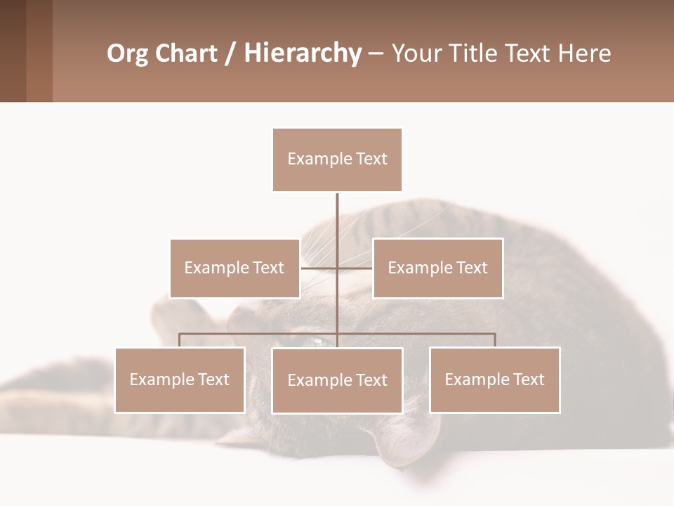 A Cat Laying On Its Back On Top Of A Table PowerPoint Template